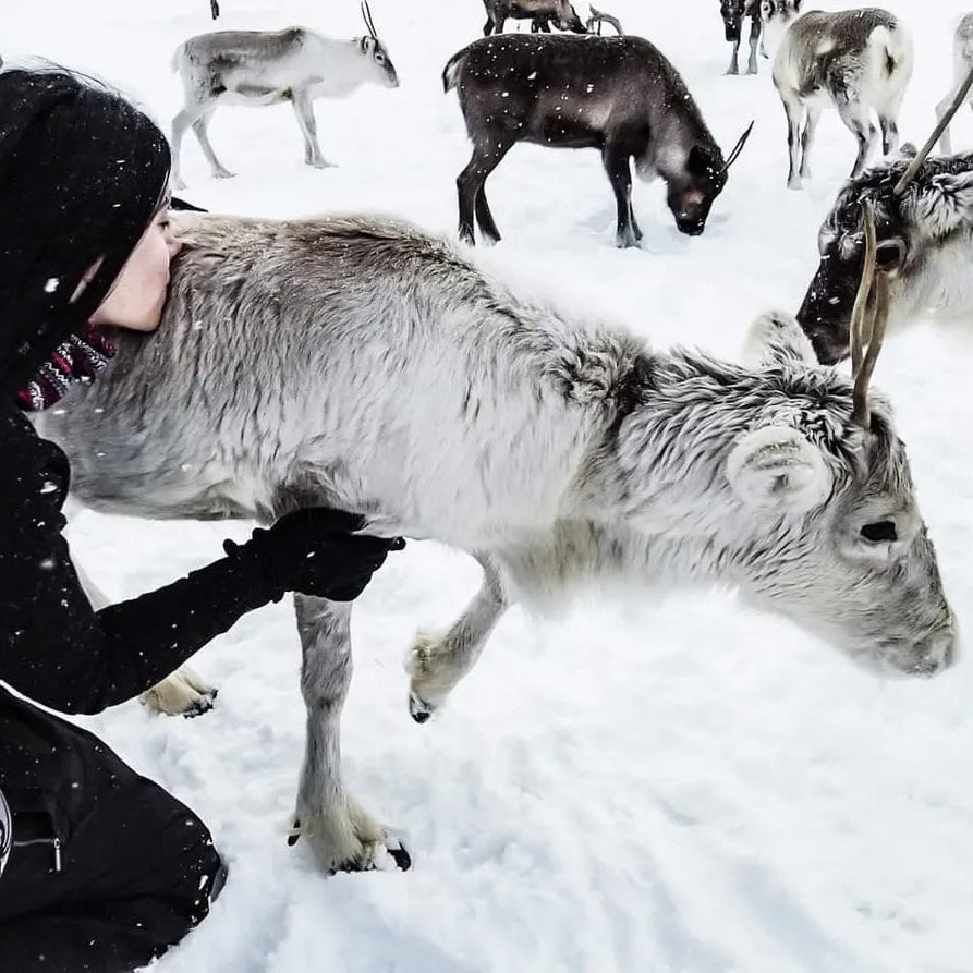 Runebomme Sami Shaman Drum Reading with YouTuber Freyia Norlin, Gydja living in Sàpmi